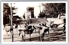Mt Wilson California~Deer in Square by Observation Tower~1940s RPPC picture