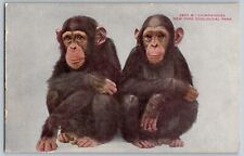 New York NY - The Chimpanzees, NY Zoological Park - Vintage Postcard - Unposted picture