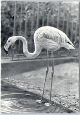 Postcard - Rose Flamingo picture