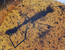 Rare Wasp with huge Ovipositor, Fossil inclusion in Burmese Amber picture