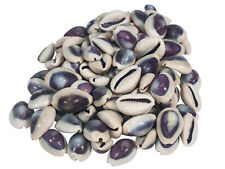 One Hundred (100) pack of Purple Cowrie Shells (269-275-C) 8UP12 picture