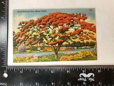 Florida Royal Ponciana tree Miami linen postcard 1941-  picture
