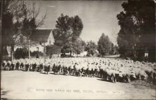 Dillon MT Ewes Prize Herd Farming 1940s Real Photo Postcard picture