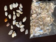 Small bag of Mini Sea Shells Ideal For Crafts picture