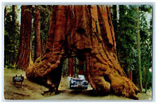 1953 Mariposa Grove Big Tree Yosemite Park Wawona Fresno California CA Postcard picture