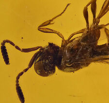 Swarm of 10 insects, incl Detailed Wasp, Fossil Inclusion in Dominican Amber picture