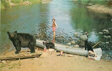 Postcard 1960s Camping bear raid Pepsi canoe Brown 23-9517 picture