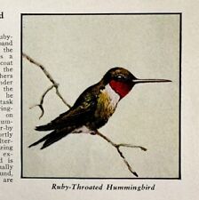 Ruby Throated Hummingbird Bird Print 1931 Blue Book Birds Americal Art PCBG21D picture