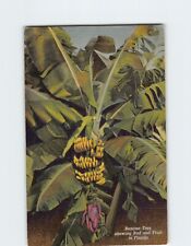 Postcard Banana Tree showing Bud and Fruit in Florida USA picture