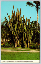 c1960s Pipe Organ Cactus Sunken Gardens Florida Vintage Postcard picture