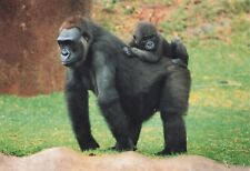 Postcard Gorilla Africa Infant San Diego Wild Animal Park Zoo c1994 CA picture