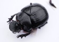 Coleoptera Scarabaeidae Scarabaeinae Heliocopris corniculatus. Very Rare picture