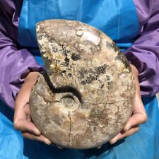 4.07LB TOP Natural Beautiful ammonite fossil conch Crystal specimen healing 496 picture