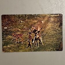Deer Triplets - 