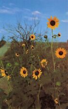 Kansas Sunflowers Vintage Postcard Unposted picture