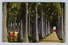 Stately Royal Palms In Florida, Antique, Vintage c1955 Postcard picture
