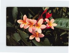 Postcard Pink Plumeria Hawaii USA picture