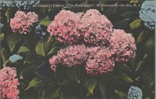 Wildwood by the Sea New York: Flower The Hydrangea c1930s Postcard UNP 7553.4 picture