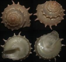 tonyshells seashells Bolma bartschii ALBINO Bartsch's star bolma 36mm F+ picture