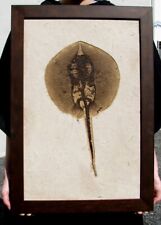EXTINCTIONS- BEAUTIFUL FRAMED FEMALE HELIOBATIS STINGRAY FOSSIL- KILLER DISPLAY picture