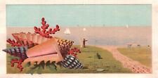 Rare 1870s-80s Victorian Card- Unprinted- Sea Shells- Ocean scene picture