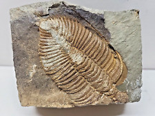 Beautiful Golden Silurian Invertebrate Coronocephalus Trilobite Fossil on Matrix picture