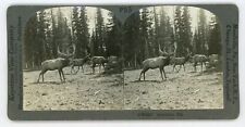AMERICAN ELK Stereoview 8287 p96 picture