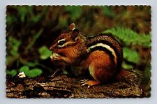 Chipmunk Greetings from Brantford Ontario Canada Postcard picture