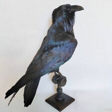 Raven Taxidermy Bird Real Stuffed mount Animal Gothic Tattoo Driftwood picture