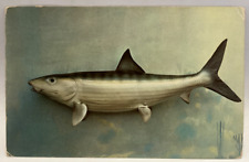 Bonefish, Florida Keys FL Vintage Animal Postcard picture