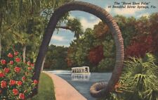 Postcard FL Silver Springs Florida Horse Shoe Palm 1948 Linen Vintage PC f8635 picture