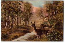 1911 Nature Deer Doe Pointed Ears Attention Spooked Creek Trees Postcard - HH picture