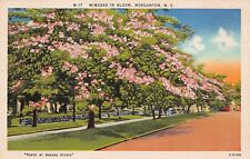 Mimosa Trees Morganton NC Burke County Downtown Main Street Vtg Postcard W3 picture