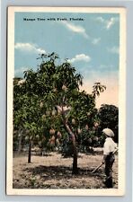 FL-Florida, Mango Tree With Fruit, Vintage Postcard picture