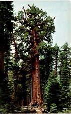 Grizzly Giant, Mariposa Grove, Big Trees, Yosemite National Park, Postcard picture