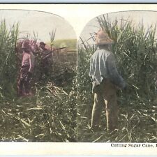 c1900s Louisiana Stereo Card Cutting Sugar Cane Plantation Litho Photo Fla V11 picture