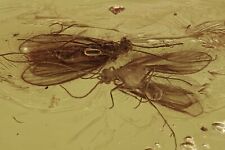 2 Nice Looking CADDISFLIES Fossil Inclusion Genuine BALTIC AMBER + HQ Pic 210303 picture