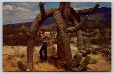 Cactus Saguaro Postcard 1966 Vintage Desert Postcard Card AZ Glendale picture