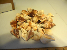 Sea Shell Lot Of Tiny Conch Shells 50 pieces picture