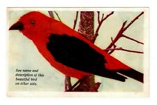 (Scarlet Tanager) 50 Magnificent Bird Pictures Circa 1928 / Addressed - UnPosted picture