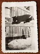 VTG c.1939 Photo Clever Black Cat in Knit Sweater Investigates Farm Weird Humor picture