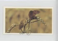 1984 Grandee Britain's Endangered Wildlife Harvest Mouse #4 1md picture