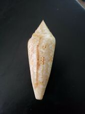 Rare - Philippine Conus Gloriamaris (Approx. 98mm) - Rare picture