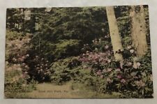 Rhododendron. Buck Hill Falls, Pennsylvania. Postcard (M2) picture