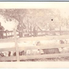 c1910s Occupational Farmers & Livestock RPPC Sheep Animal Farm Real Photo A139 picture