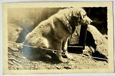 Oldest Chinook Dog. Chinook Kennels. Wonalancet, NH. Real Photo Postcard. RPPC. picture