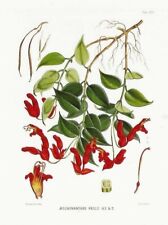 Postcard Jos Dalton Hooker Himalayan Botanical Drawing Aeschynanthes Peeli MINT picture