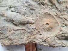 Crinoid Head Calyx In Limestone Death Plate Hash Plate With Crystals Michigan picture