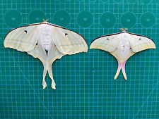 PAIR 2 Real Luna Moth Taxidermy Insect Bug Preserved Collection Gift For Lover picture