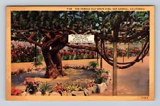 San Gabriel CA-California, The Famous Old Grape Vine Antique, Vintage Postcard picture